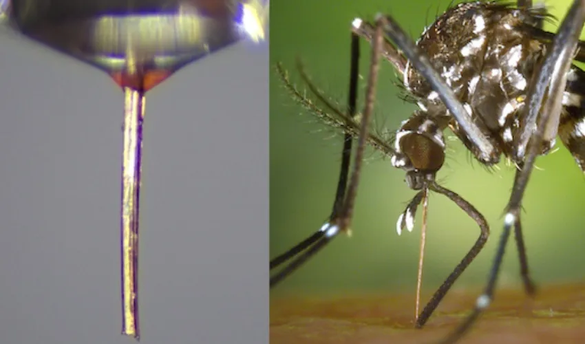 麦吉尔大学研究人员将雌蚊口器改造为可生物降解微喷嘴，应用于高分辨率3D打印领域。该天然结构内径约20微米，在精度与成本效益上超越多款商用金属喷头。可承受高达60千帕压力而不断裂，实现生物墨水的稳定挤出。团队成功打印出细胞负载支架等精细结构，丝材分辨率达18-28微米的同时保持细胞高存活率。这种生态友好型低成本方案——单喷嘴成本预估低于1美元——为微尺度生物打印提供了可持续解决方案，并有效减少研究场景中的废弃物产生。