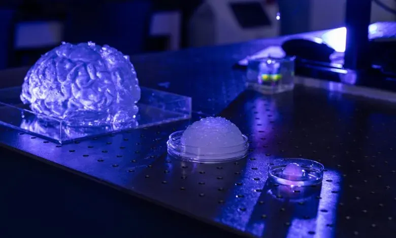 密苏里大学团队运用嵌入式3D打印技术，以改性聚合物墨水定制出可精准模拟脑组织力学、热学及介电特性的物理模型。该模型为神经外科训练、植入物测试及疾病研究提供了首个兼具异质结构仿真与个性化应用的实验平台。