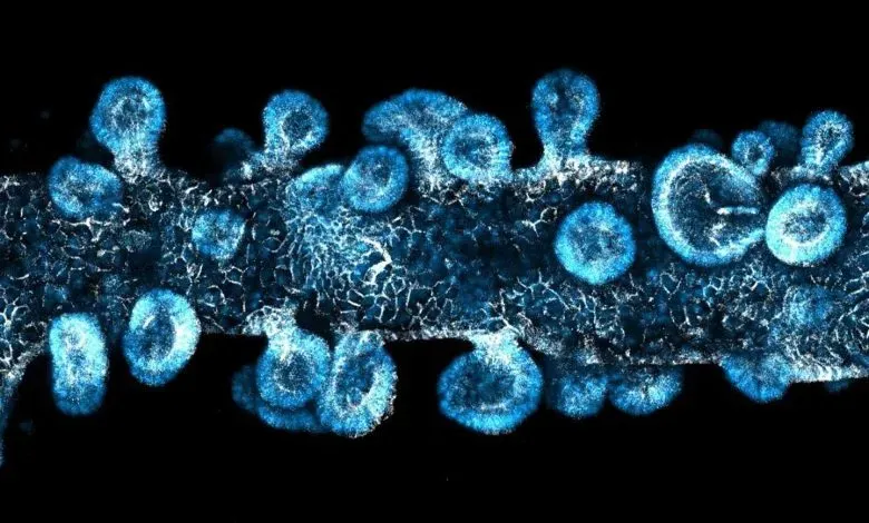 加州大学旧金山分校团队研发出海藻酸钠-Matrigel复合水凝胶，通过优化材料应力松弛特性，实现了干细胞的精确定位3D打印与类器官均匀发育。该材料已在多种组织构建中验证，为药物筛选与再生医学提供了更可控的体外模型。