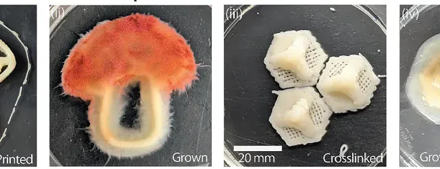 代尔夫特理工大学（TU Delft）的研究人员开发了一种3D打印方法，用于塑造活体菌丝体材料，该材料在生长过程中能够自组装功能颗粒。该研究发表于《先进功能材料》，展示了真菌网络如何被打印、生长并选择性功能化，以制造具有可调电性能的生物混合活体材料。