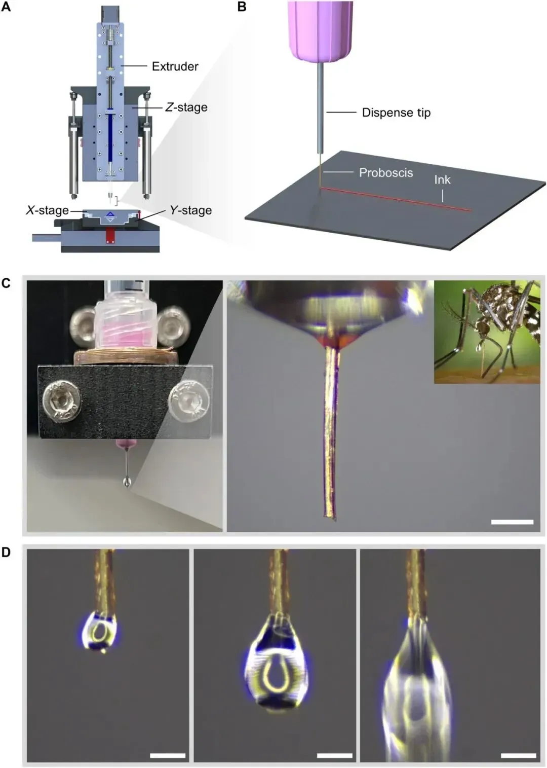 科研团队创新利用雌蚊口器作为微米级3D生物打印喷嘴，以20微米精度、86%细胞存活率及不足1美元的单次成本，突破了传统金属喷嘴的高价壁垒，为组织工程与药物研发提供了低成本、高生物相容性的精密制造新路径。