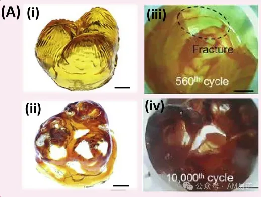 文章综述SLA、DIW、生物打印及MEW等3D打印心脏瓣膜工艺，介绍材料与体外性能测试、临床转化挑战和市场前景，并指出目前尚未商用，也没有进入临床试验的案例。