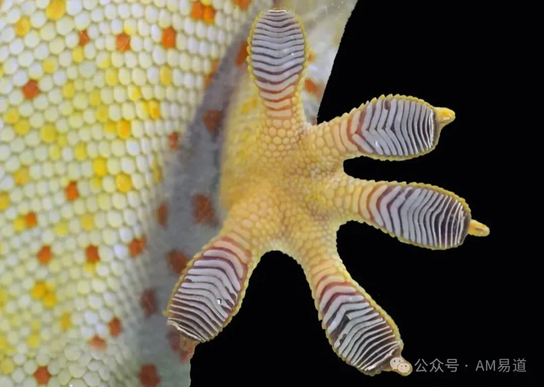 6ad8e30474df6.webp